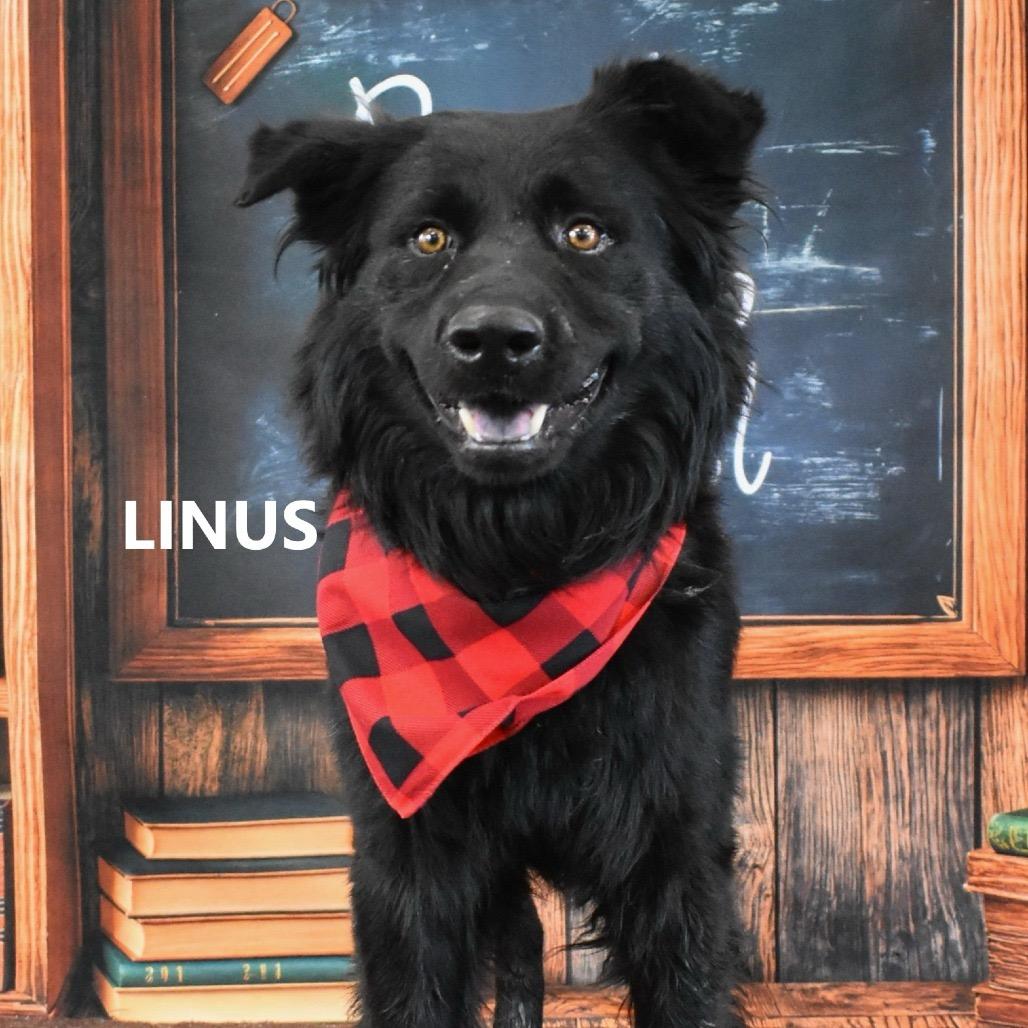 Enlarge Linus, a Adoptable mixed breed in Scottsdale, AZ image 3/3