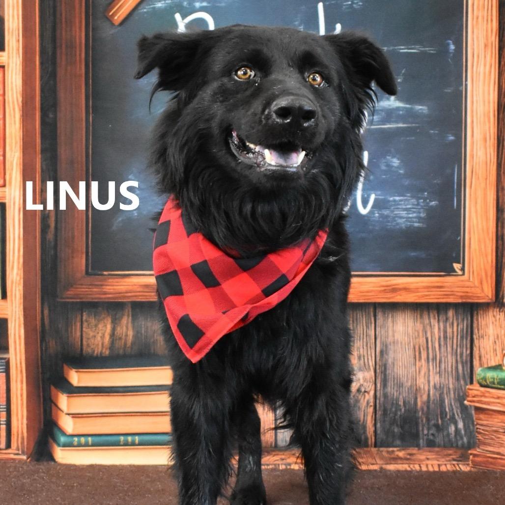 Enlarge Linus, a Adoptable mixed breed in Scottsdale, AZ image 2/3