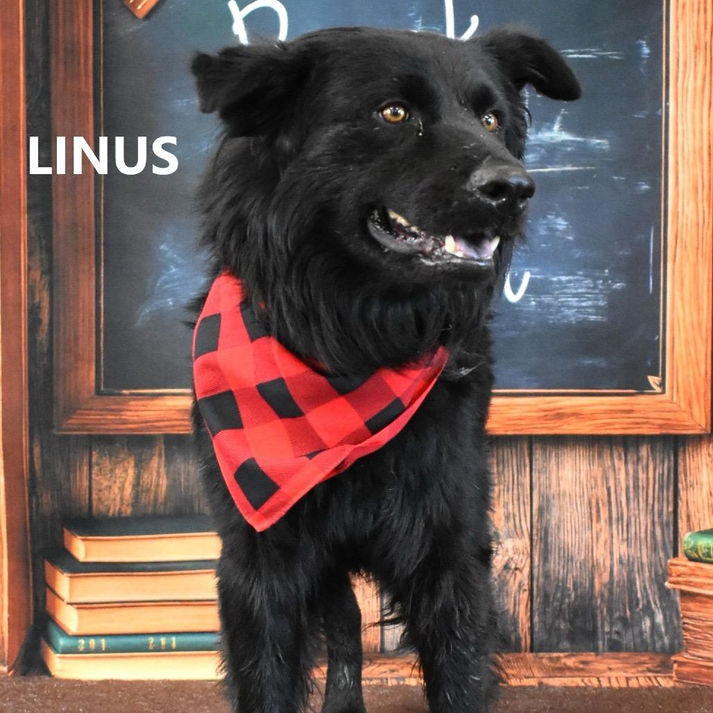 Linus, Adoptable, Young Male Australian Shepherd & Flat-Coated Retriever.