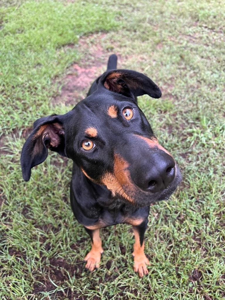 Shadow, Adoptable, Young Male Hound & Doberman Pinscher.