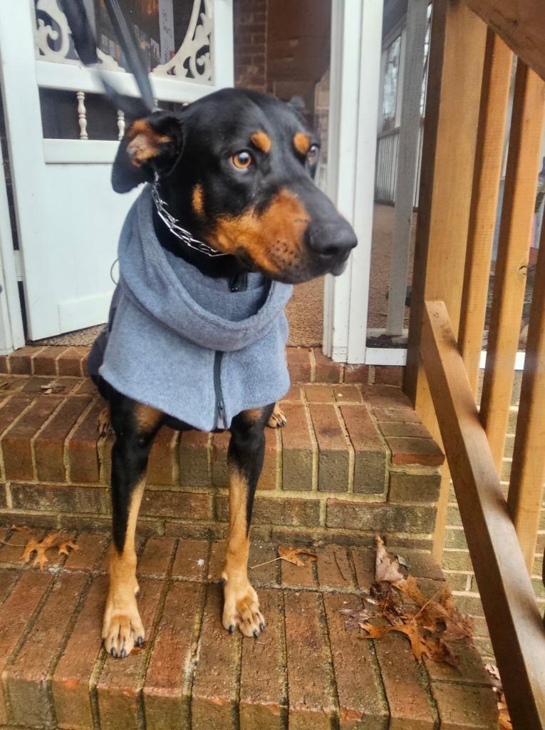 Shadow, Adoptable, Young Male Hound & Doberman Pinscher.