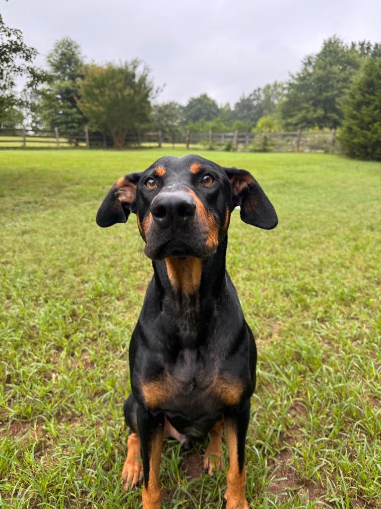 Enlarge Shadow, a Adoptable mixed breed in Waxhaw, NC image 3/6
