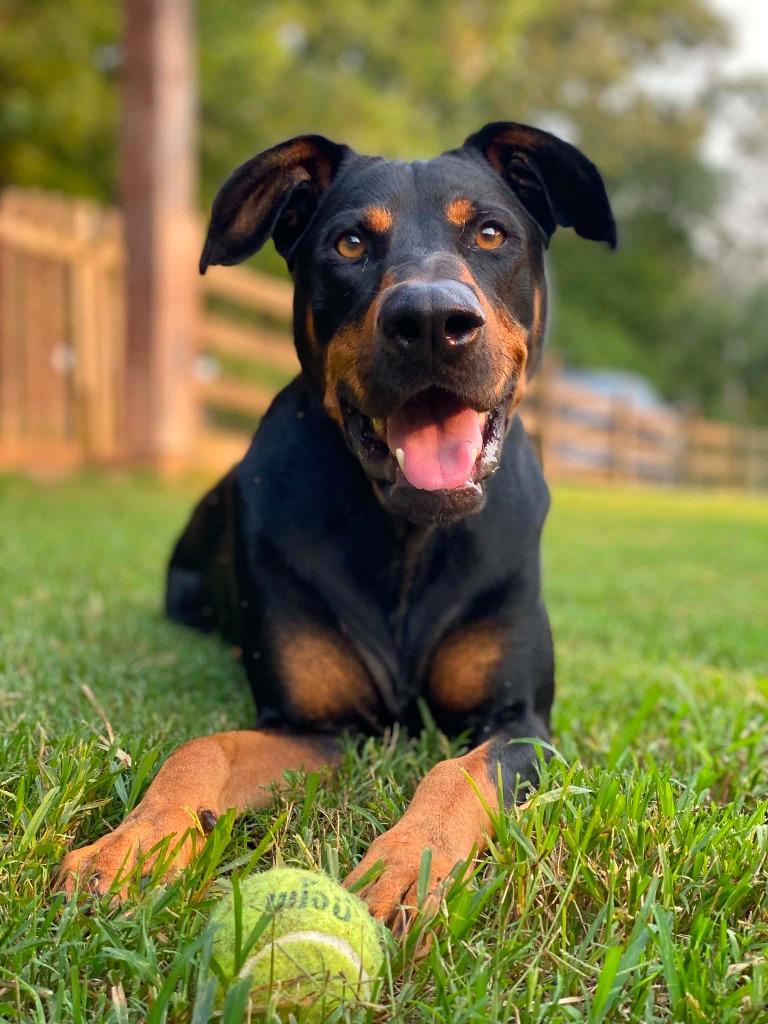 Enlarge Shadow, a Adoptable mixed breed in Waxhaw, NC image 4/6