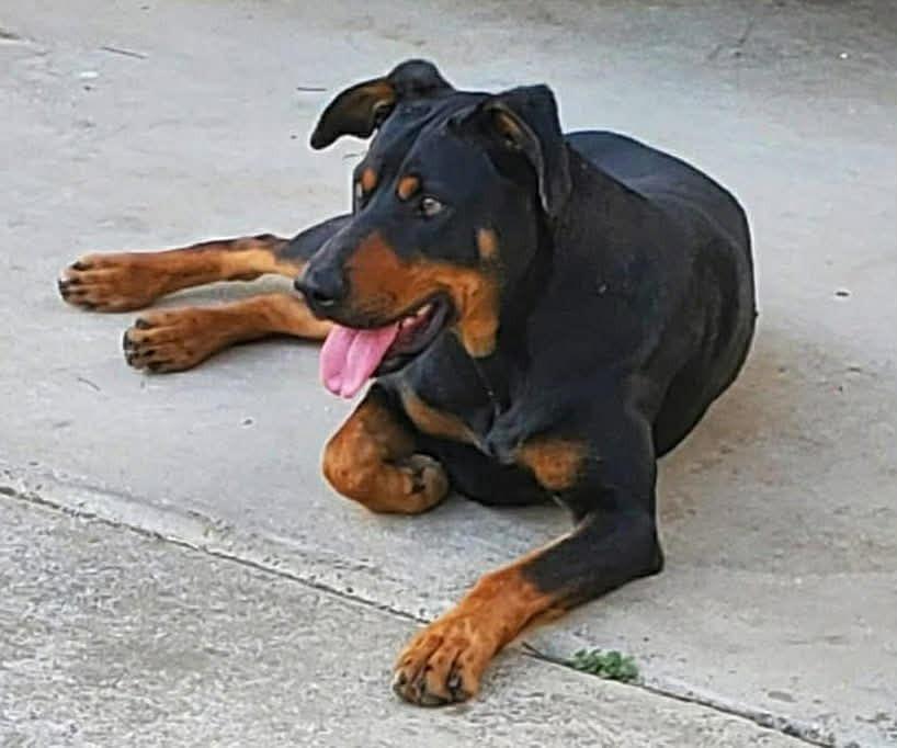 Enlarge Shadow, a Adoptable mixed breed in Waxhaw, NC image 2/3