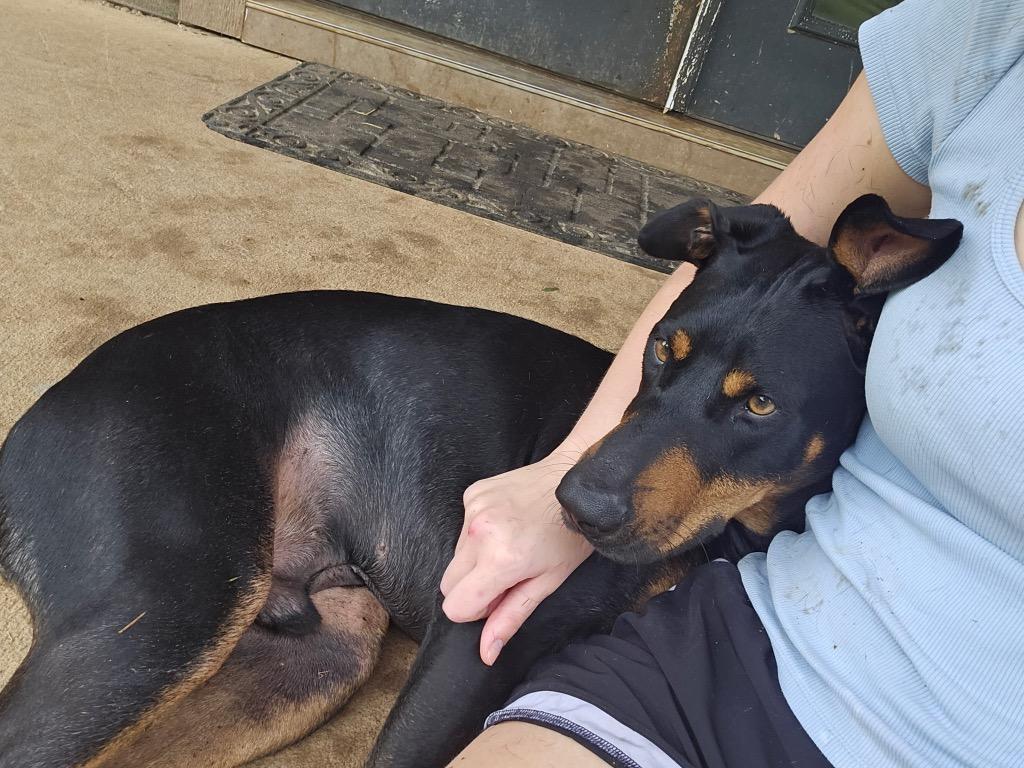 Enlarge Shadow, a Adoptable mixed breed in Waxhaw, NC image 5/6