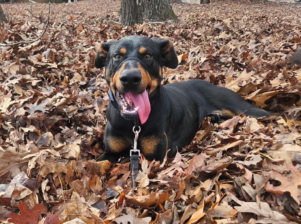 Enlarge Shadow, a Adoptable mixed breed in Waxhaw, NC image 3/3