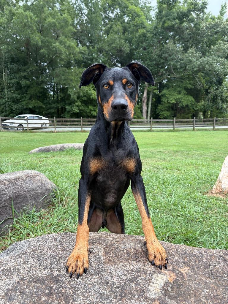 Enlarge Shadow, a Adoptable mixed breed in Waxhaw, NC image 6/6