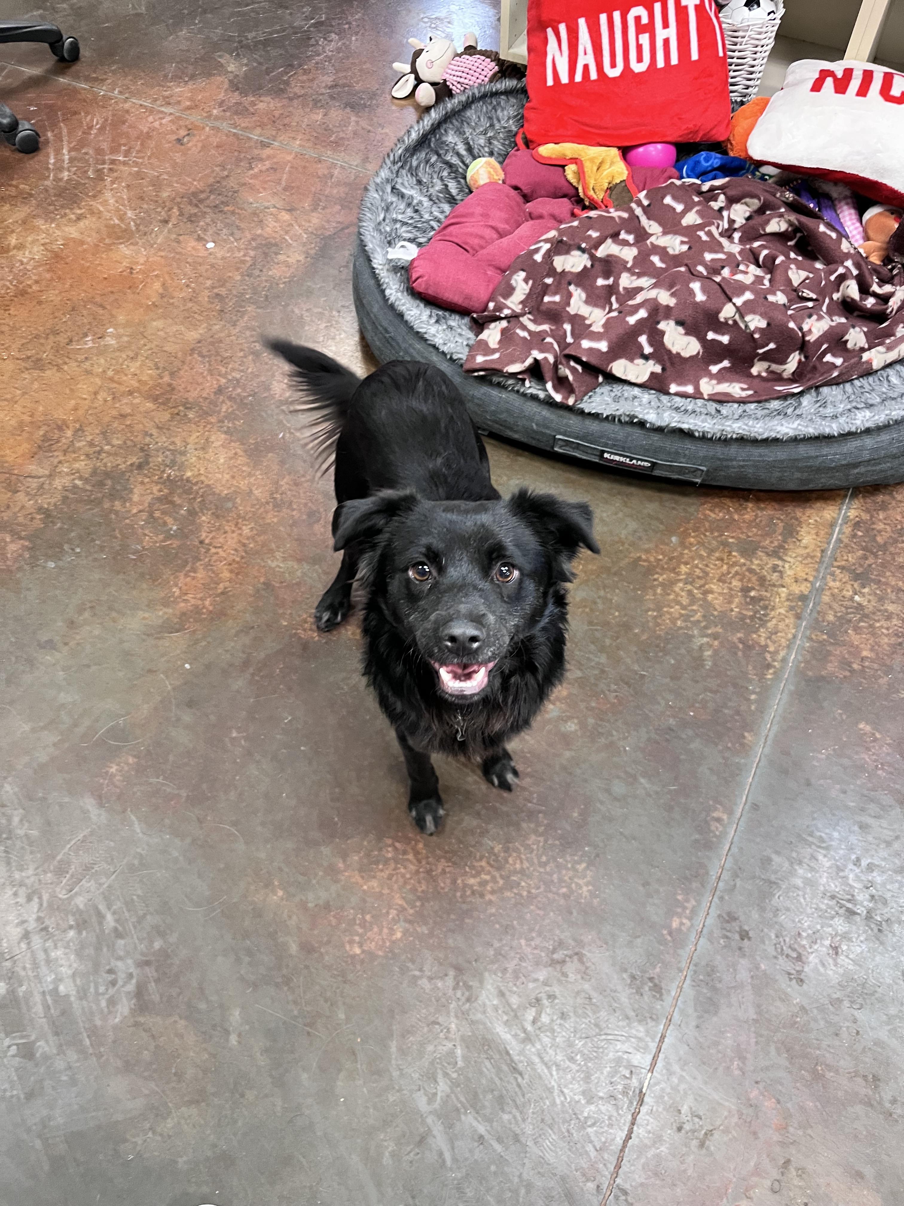 Merlin, a ADOPTABLE mixed breed in Council Bluffs, IA image 1/2