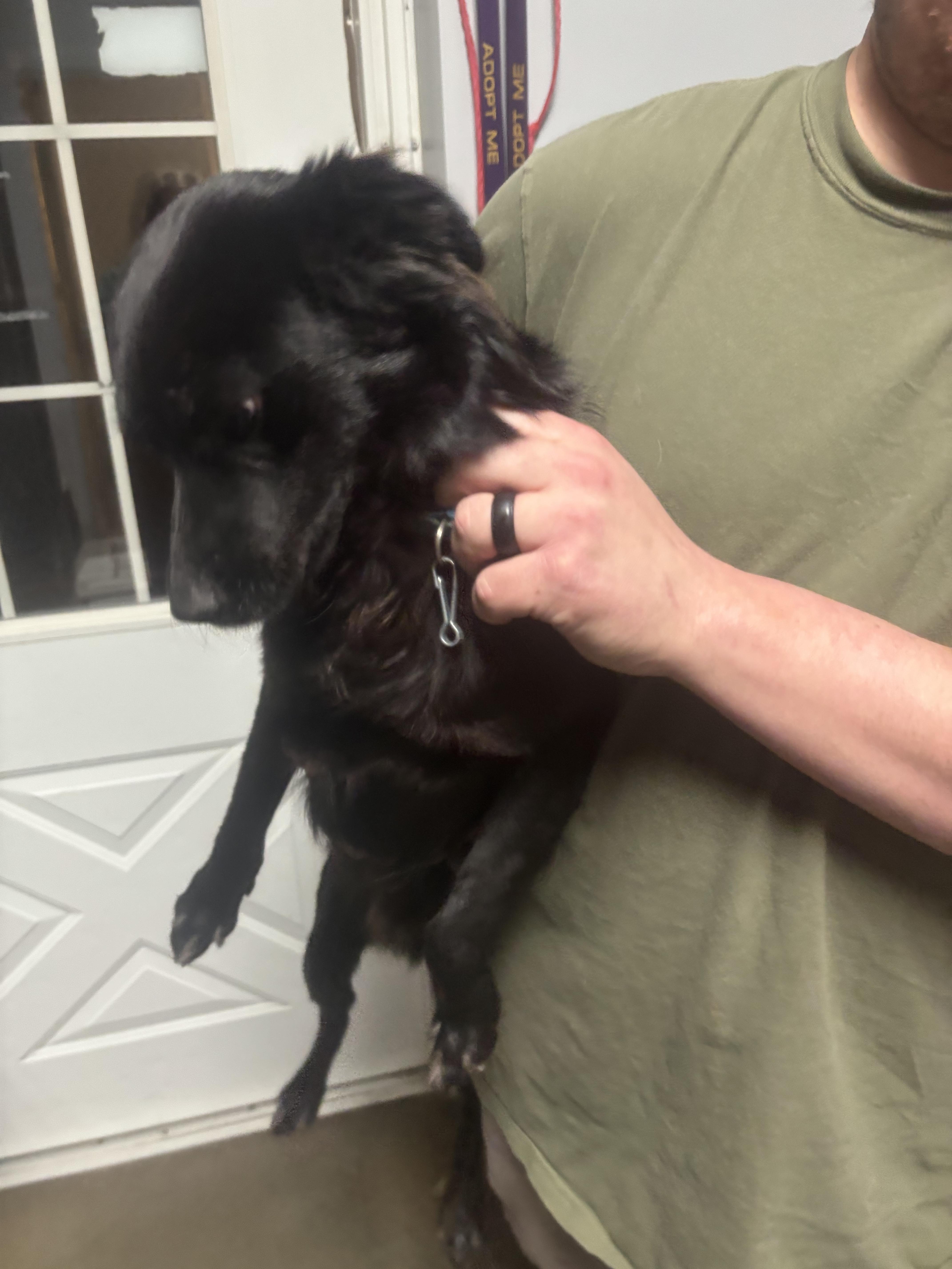 Merlin, a ADOPTABLE mixed breed in Council Bluffs, IA image 2/2