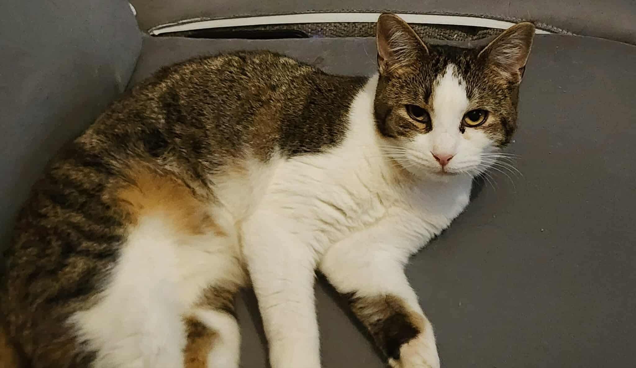 Enlarge Amilio, a Adoptable Domestic Short Hair in Manchester, CT image 3/4