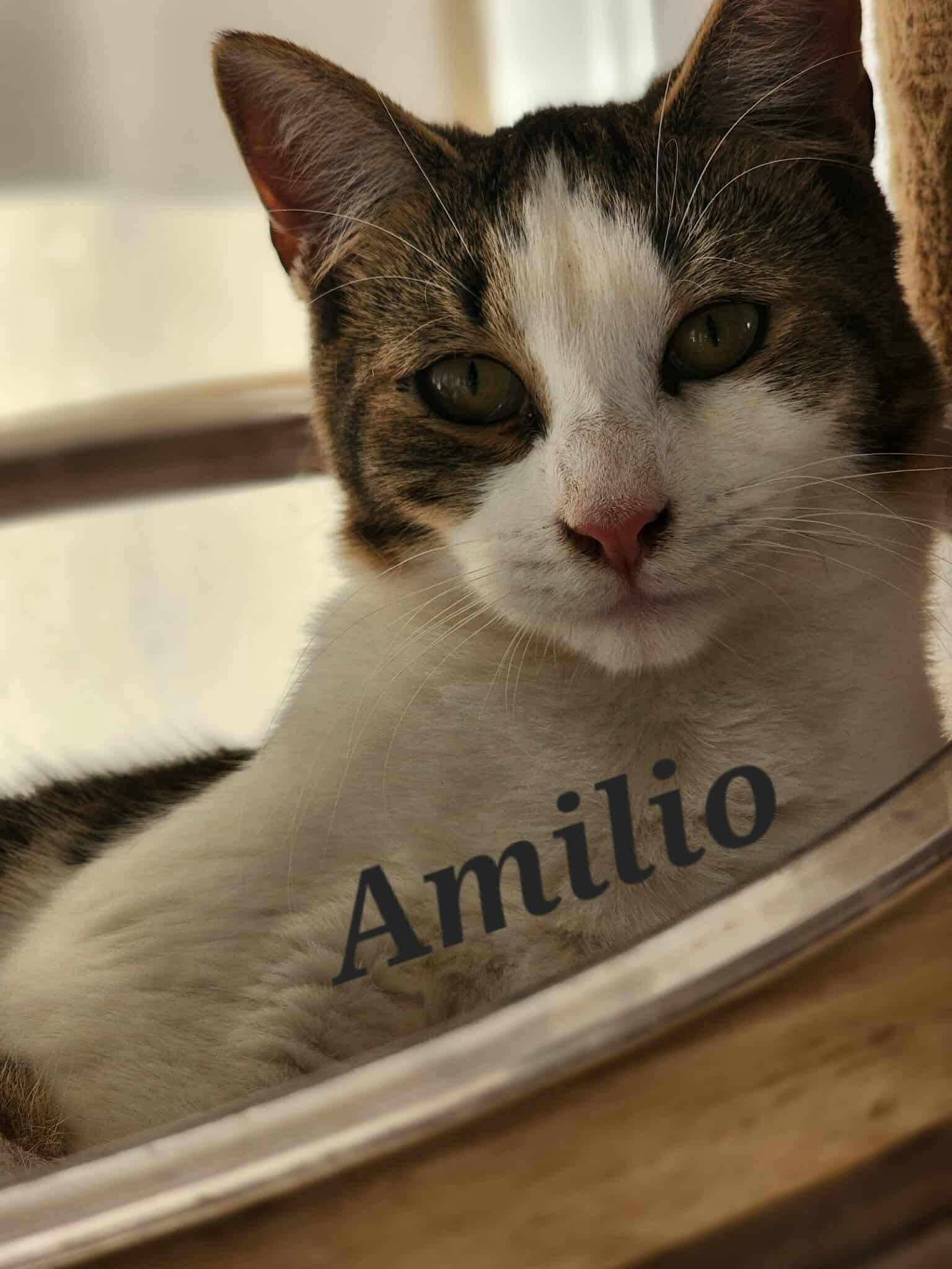 Enlarge Amilio, a Adoptable Domestic Short Hair in Manchester, CT image 2/4
