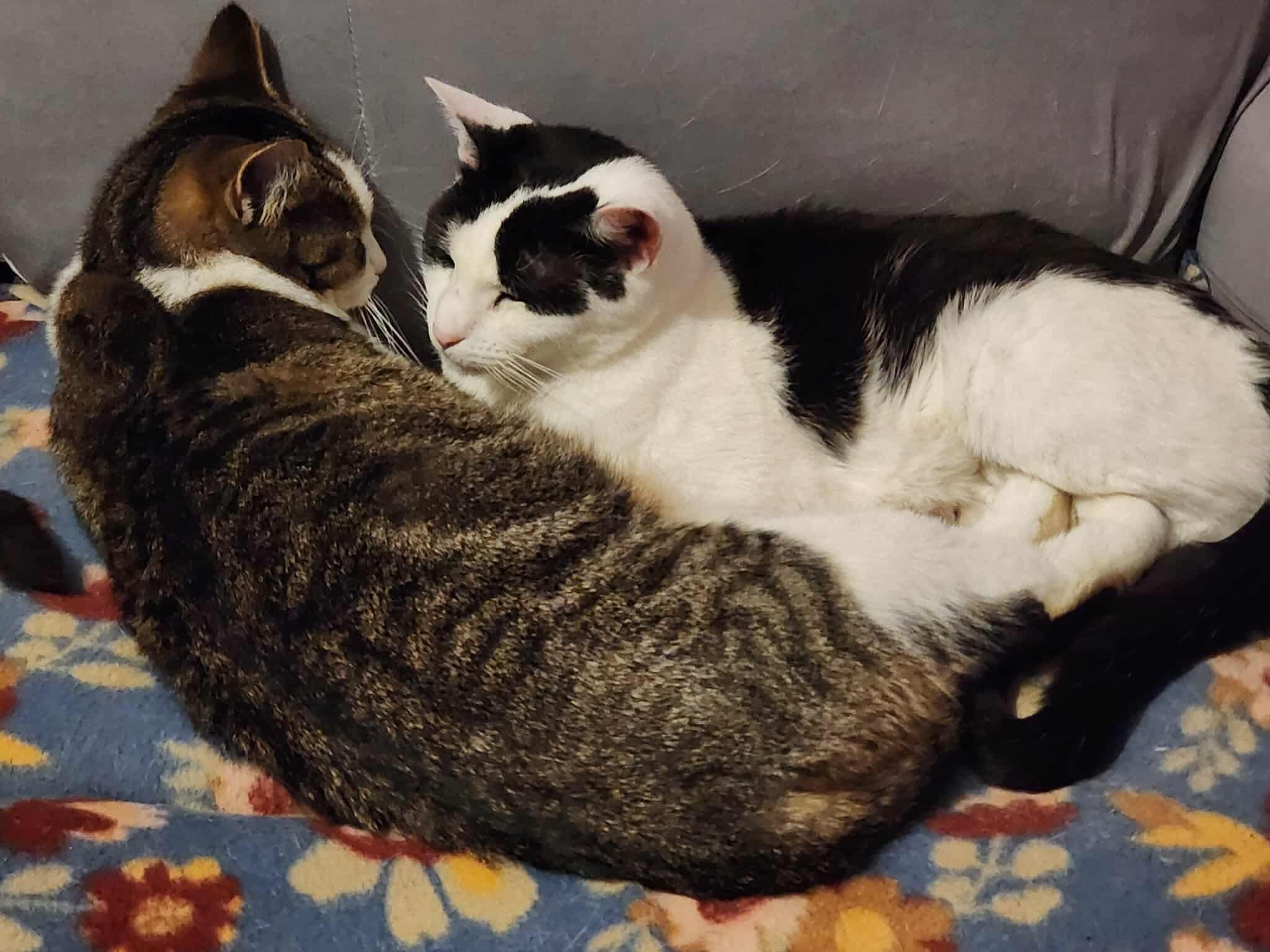 Enlarge Amilio, a Adoptable Domestic Short Hair in Manchester, CT image 4/4