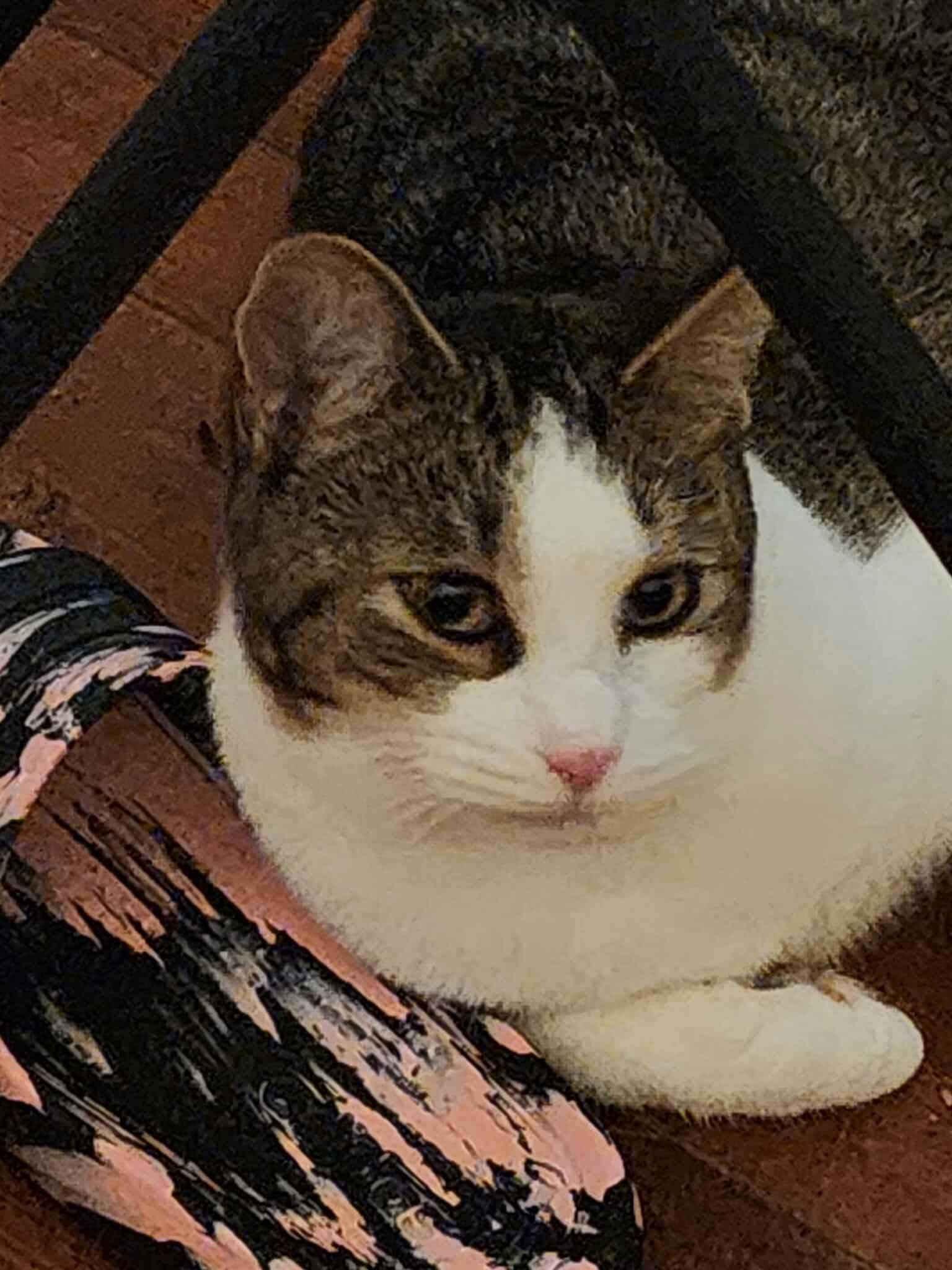 Enlarge Amilio, a Adoptable Domestic Short Hair in Manchester, CT image 1/4