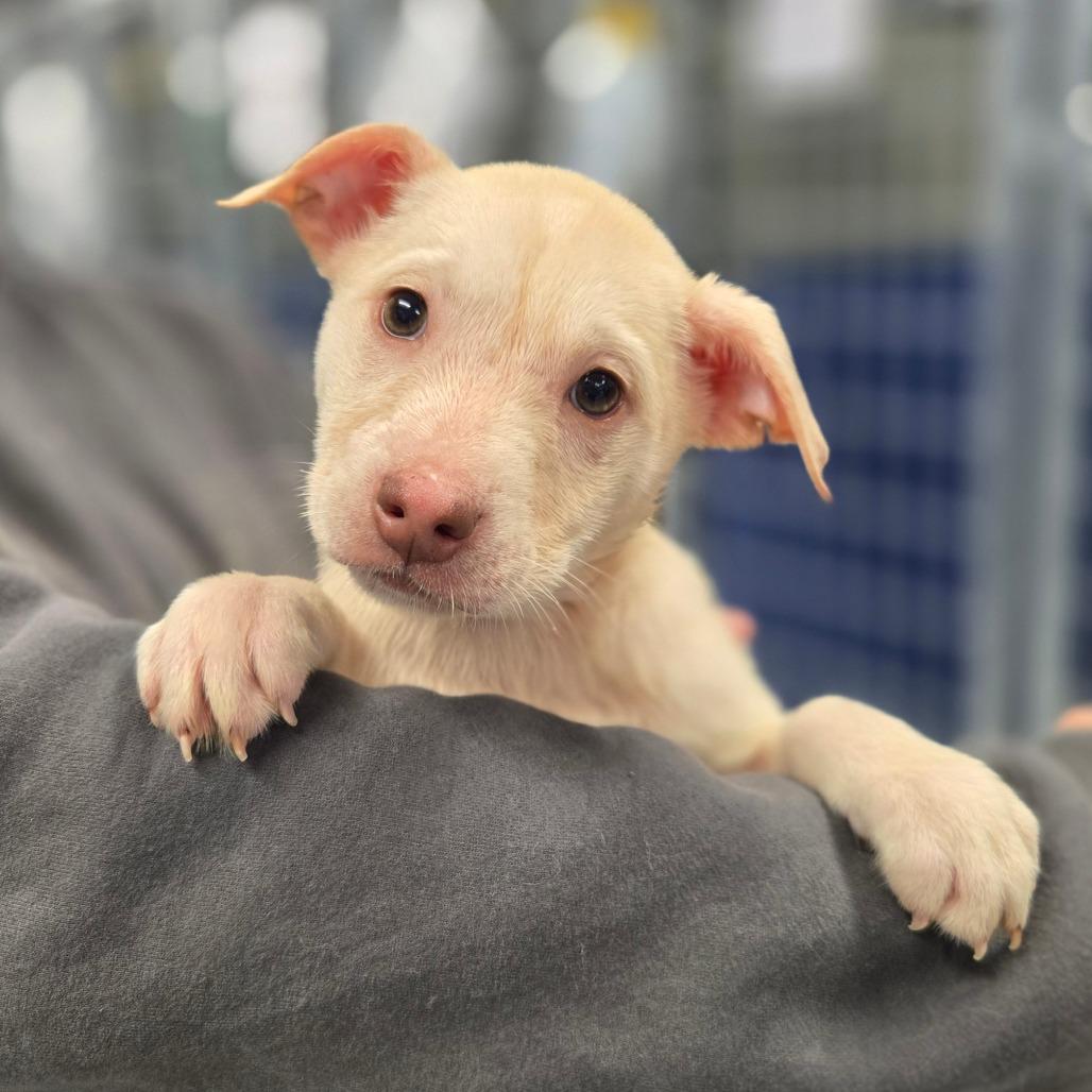 CT Lavender, Adoptable, Young Female Mixed Breed.