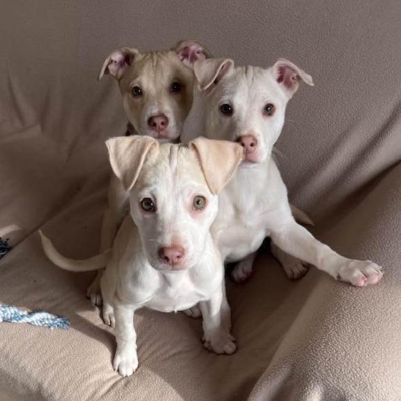 CT Lavender, a Adoptable Mixed Breed in Eastford, CT image 2/6