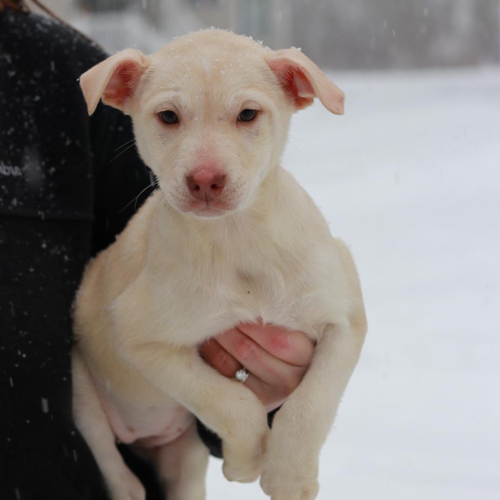 CT Lavender, a Adoptable Mixed Breed in Eastford, CT image 3/6