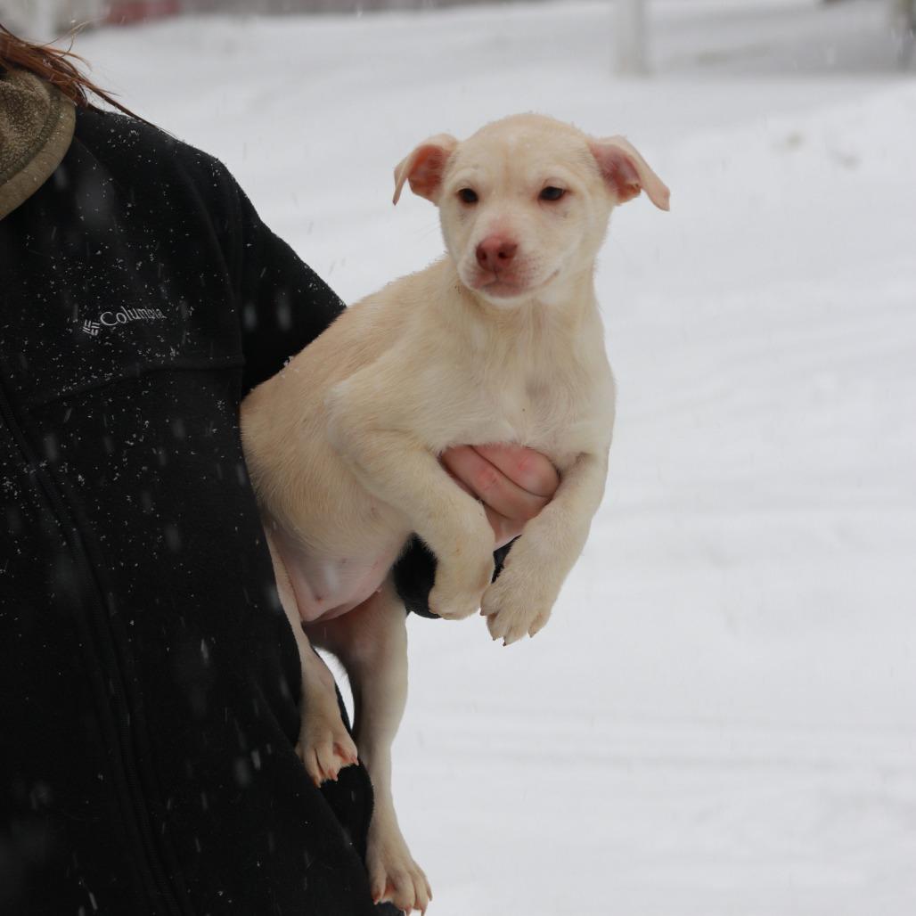 CT Lavender, a Adoptable Mixed Breed in Eastford, CT image 5/6