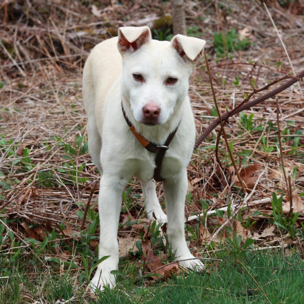CT Lavender, a Adoptable Mixed Breed in Eastford, CT image 6/6