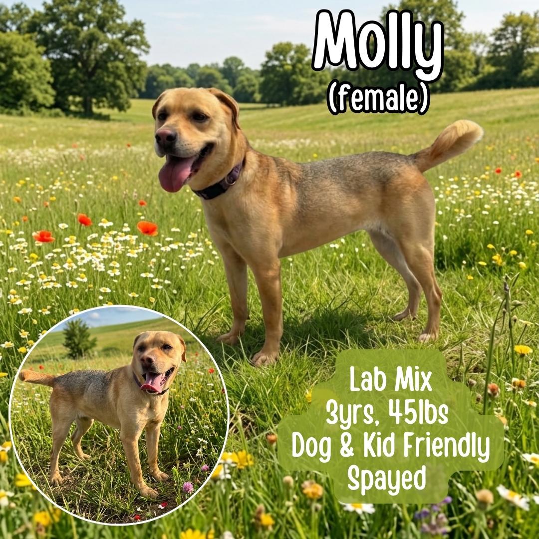 Molly, ADOPTABLE, Adult Female Labrador Retriever.