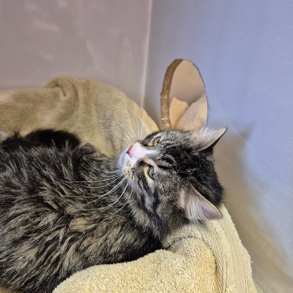 Enlarge Mittens, a Adoptable Domestic Medium Hair in Drumheller, AB image 1/1