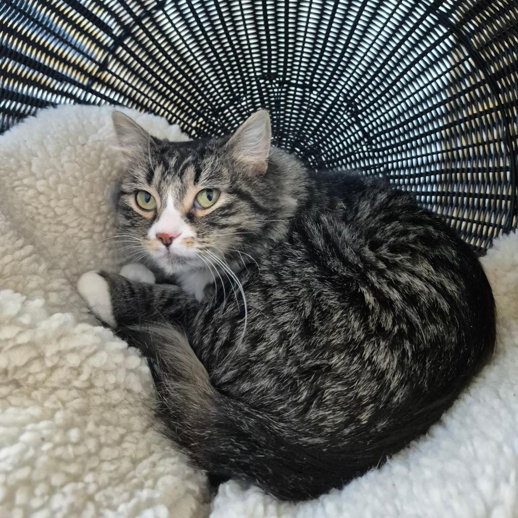 Enlarge Mittens, a Adoptable Domestic Medium Hair in Drumheller, AB image 2/2