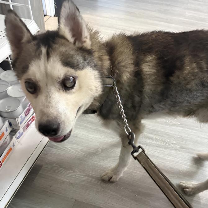 Enlarge Mose, a Adoptable Siberian Husky in La Puente, CA image 3/3
