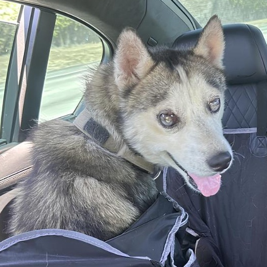Enlarge Mose, a Adoptable Siberian Husky in La Puente, CA image 2/3