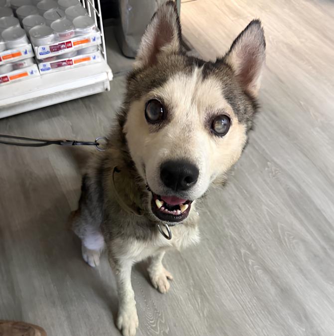 Mose, Adoptable, Senior Male Siberian Husky.