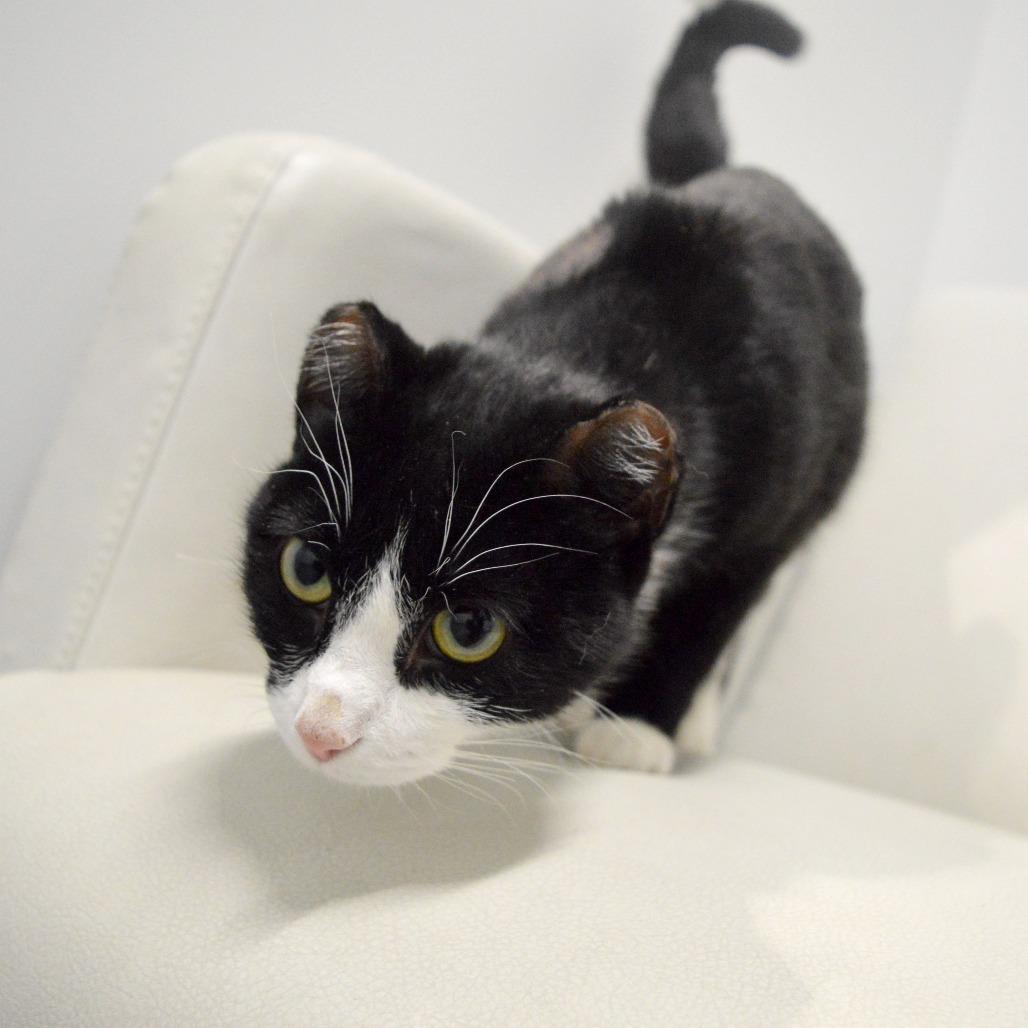 Enlarge Phoenix, a Adoptable Domestic Short Hair in North Battleford, SK image 1/4