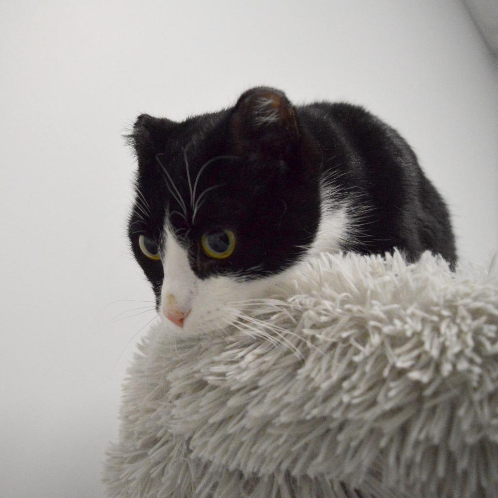 Enlarge Phoenix, a Adoptable Domestic Short Hair in North Battleford, SK image 2/4