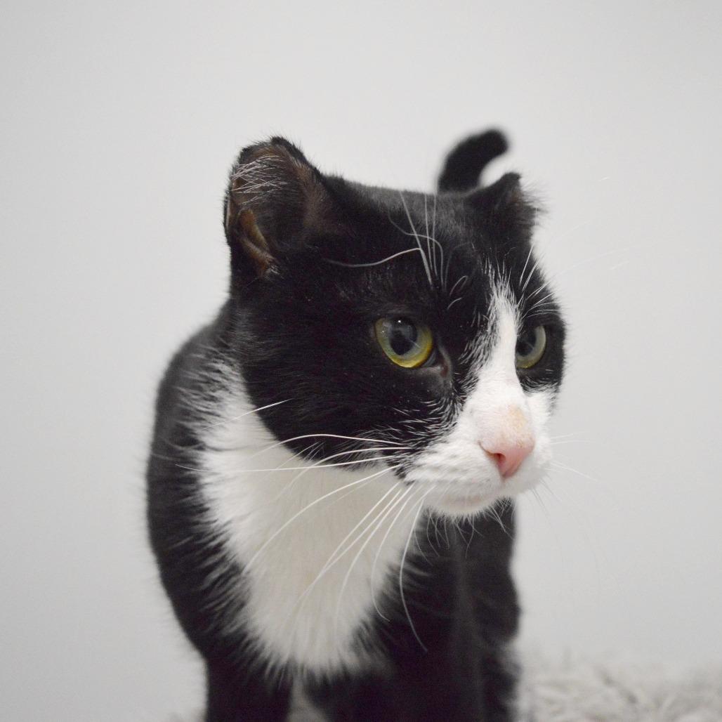 Enlarge Phoenix, a Adoptable Domestic Short Hair in North Battleford, SK image 3/4