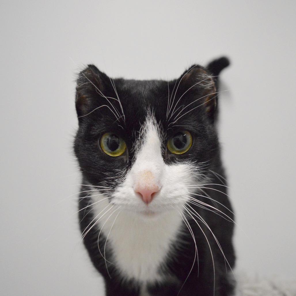 Enlarge Phoenix, a Adoptable Domestic Short Hair in North Battleford, SK image 4/4