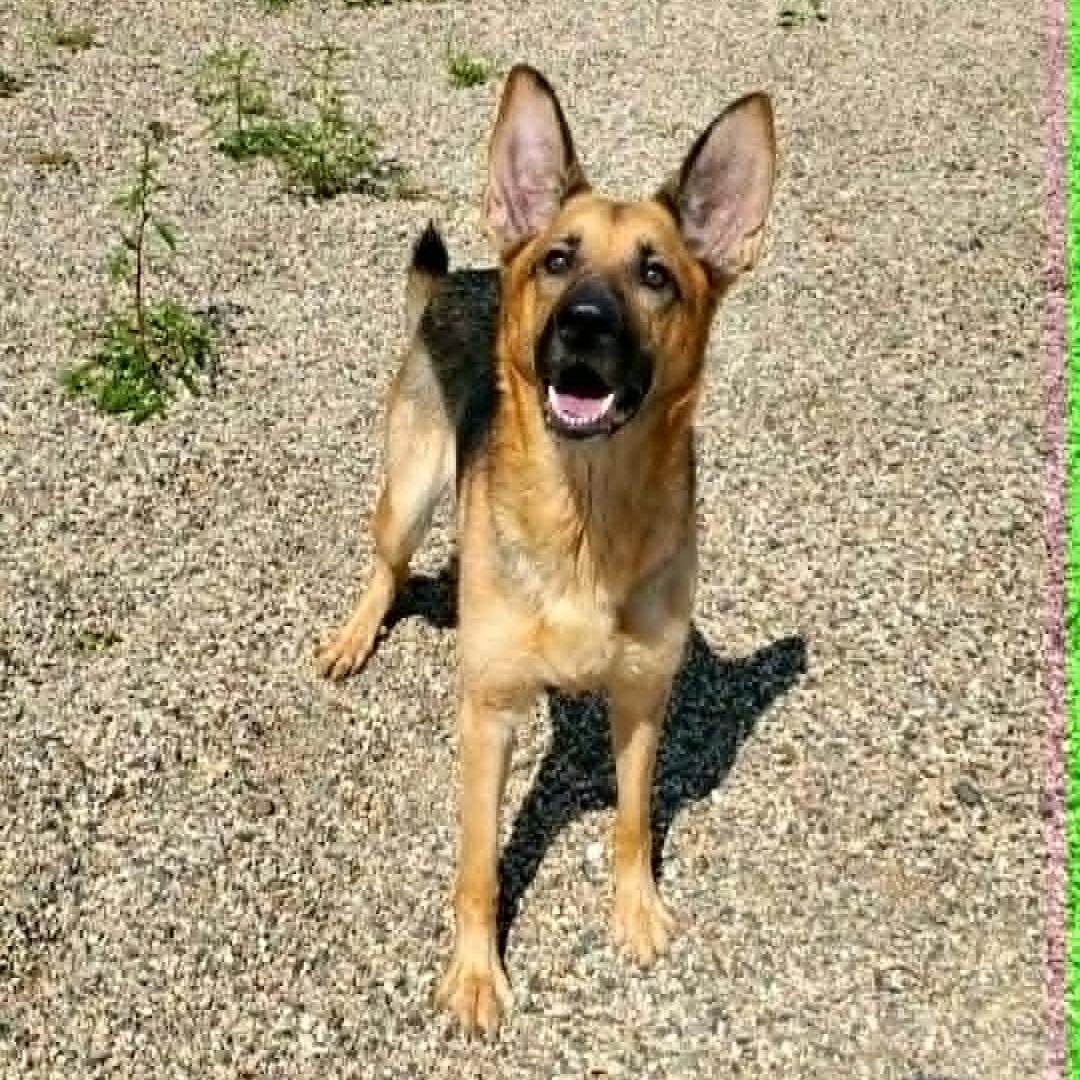 Blue, adopted, Adult Female German Shepherd Dog.