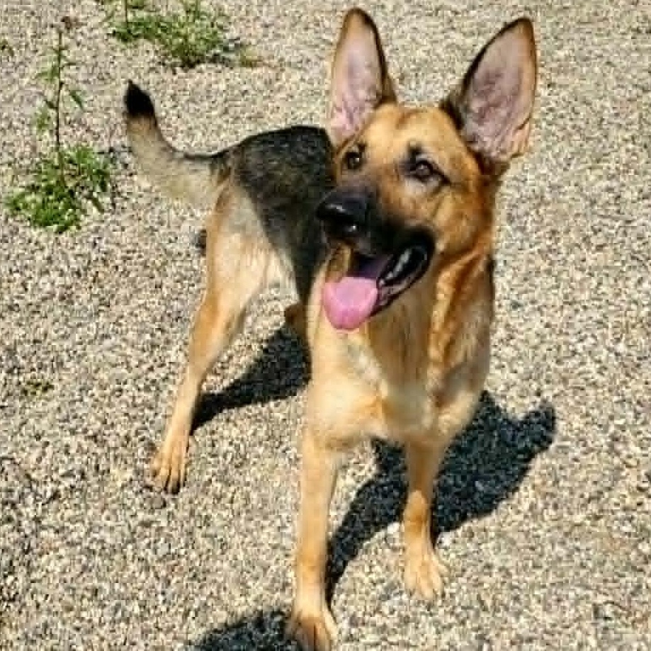 Enlarge Blue, an adopted German Shepherd Dog in Hutchinson, MN image 5/6