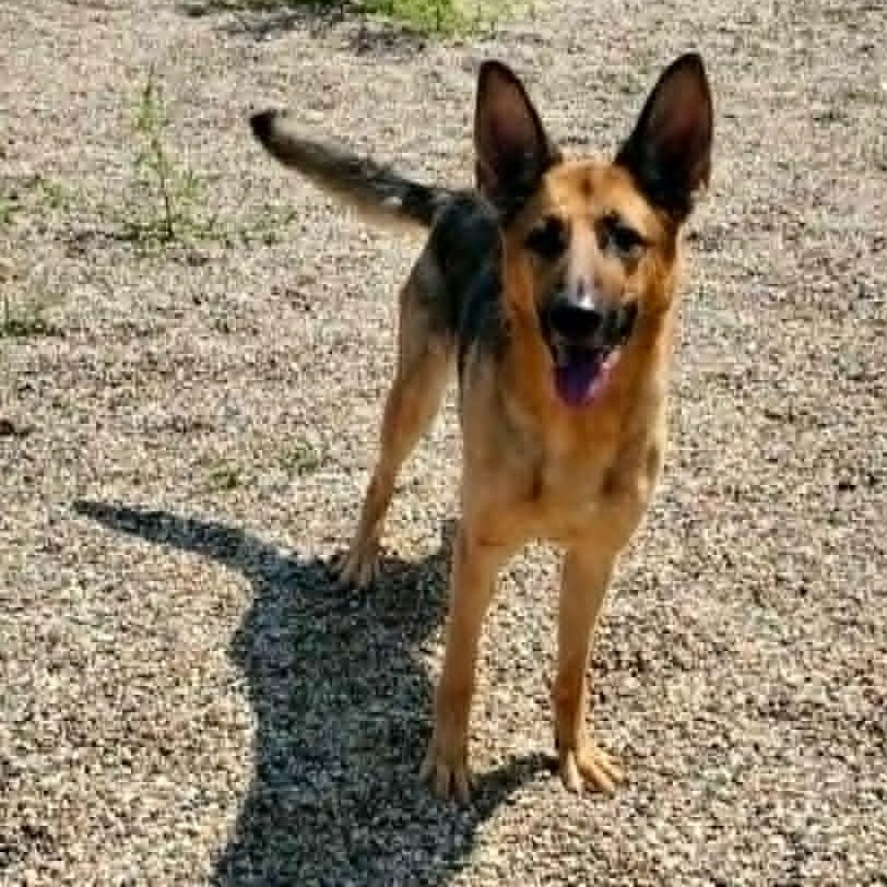 Enlarge Blue, an adopted German Shepherd Dog in Hutchinson, MN image 3/6