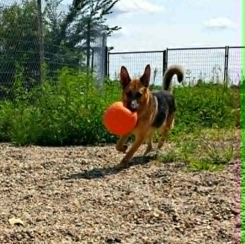 Enlarge Blue, an adopted German Shepherd Dog in Hutchinson, MN image 4/6