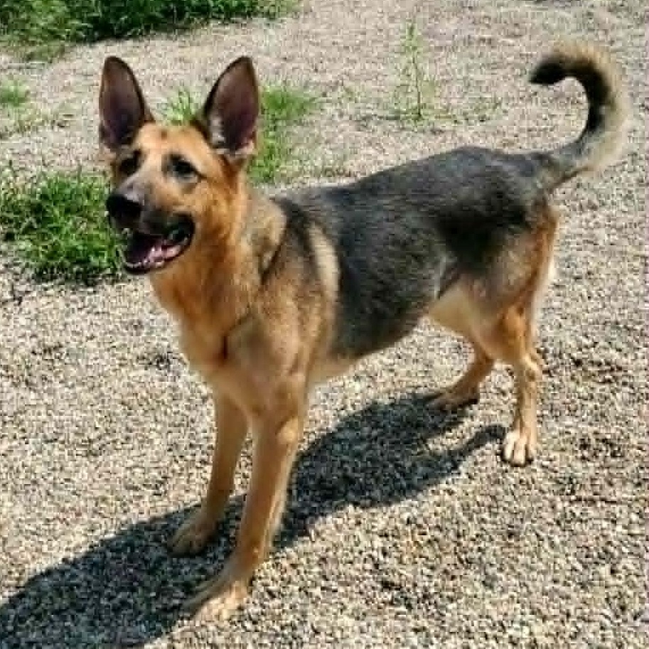 Enlarge Blue, an adopted German Shepherd Dog in Hutchinson, MN image 6/6