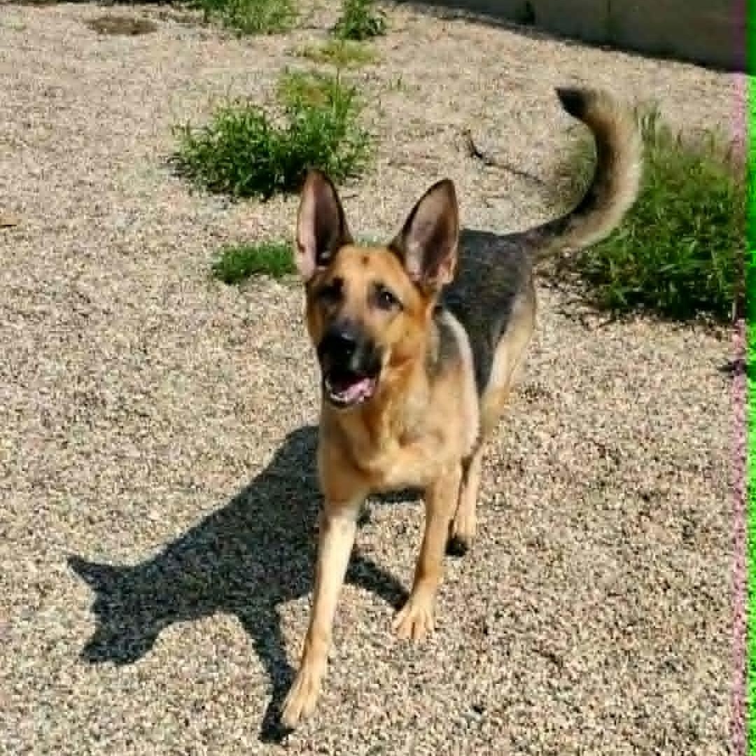 Enlarge Blue, an adopted German Shepherd Dog in Hutchinson, MN image 2/6