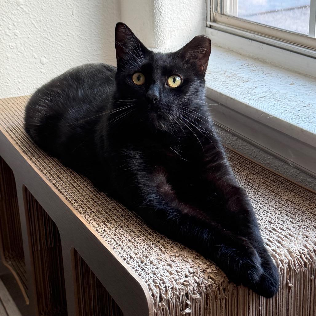 Enlarge Harrison, a Adoptable mixed breed in Poughkeepsie, NY image 4/6