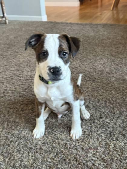Enlarge Leo, a Adoptable mixed breed in Hobart, IN image 1/3