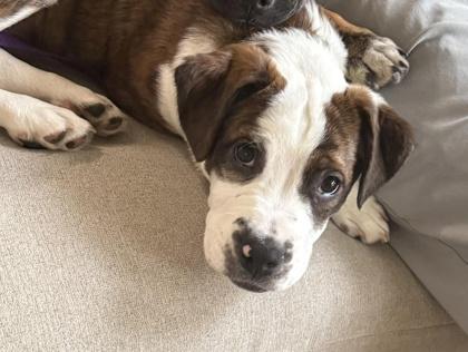 Enlarge Leo, a Adoptable mixed breed in Hobart, IN image 2/3