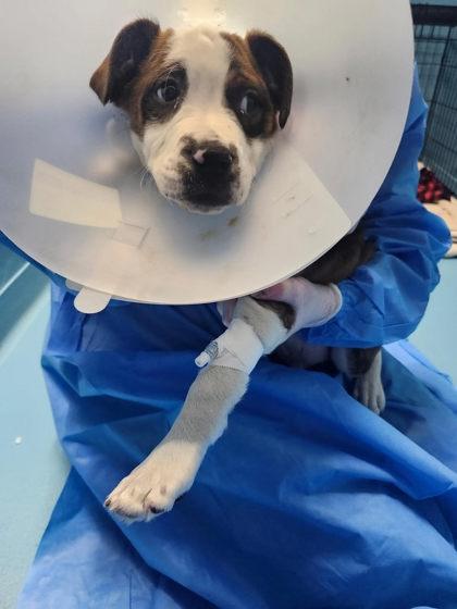 Enlarge Leo, a Adoptable mixed breed in Hobart, IN image 3/3