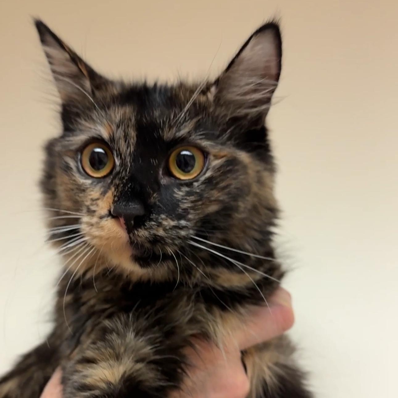 Enlarge Birdie, a ADOPTABLE Tortoiseshell in New york, NY image 2/2