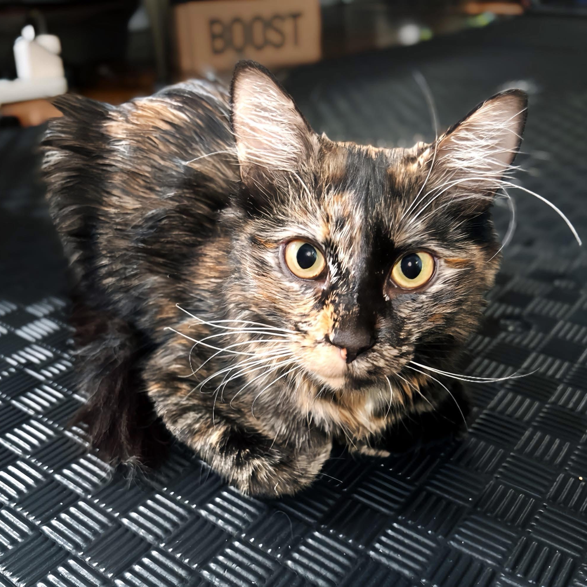 Enlarge Birdie, a ADOPTABLE Tortoiseshell in New york, NY image 1/2