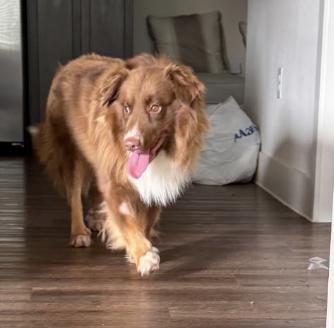 Enlarge Pancake, a Adoptable Australian Shepherd in Arlington, TX image 1/2