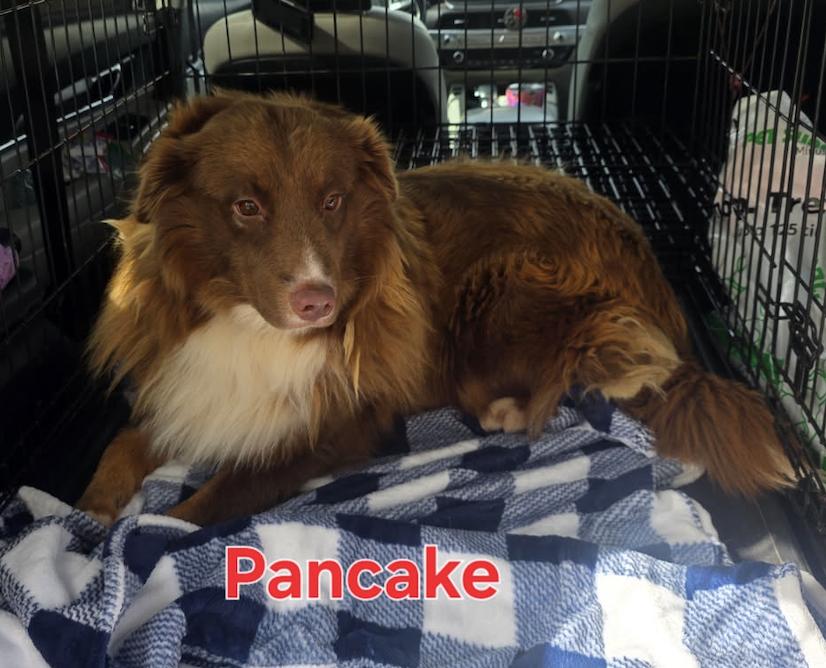 Enlarge Pancake, a Adoptable Australian Shepherd in Arlington, TX image 3/3