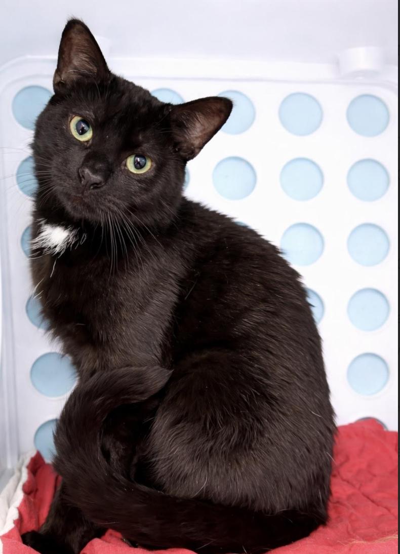 Enlarge Custard, a ADOPTABLE Domestic Short Hair in Long Beach, NY image 2/6