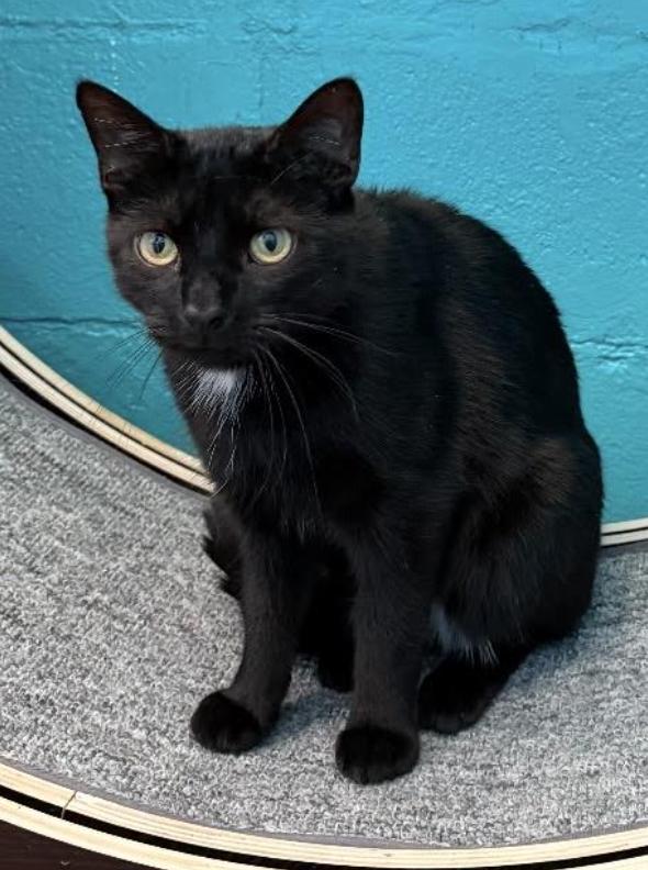 Enlarge Custard, a ADOPTABLE Domestic Short Hair in Long Beach, NY image 6/6