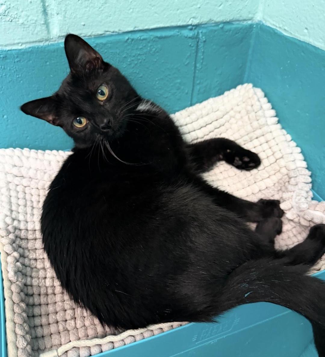 Enlarge Custard, a ADOPTABLE Domestic Short Hair in Long Beach, NY image 4/6