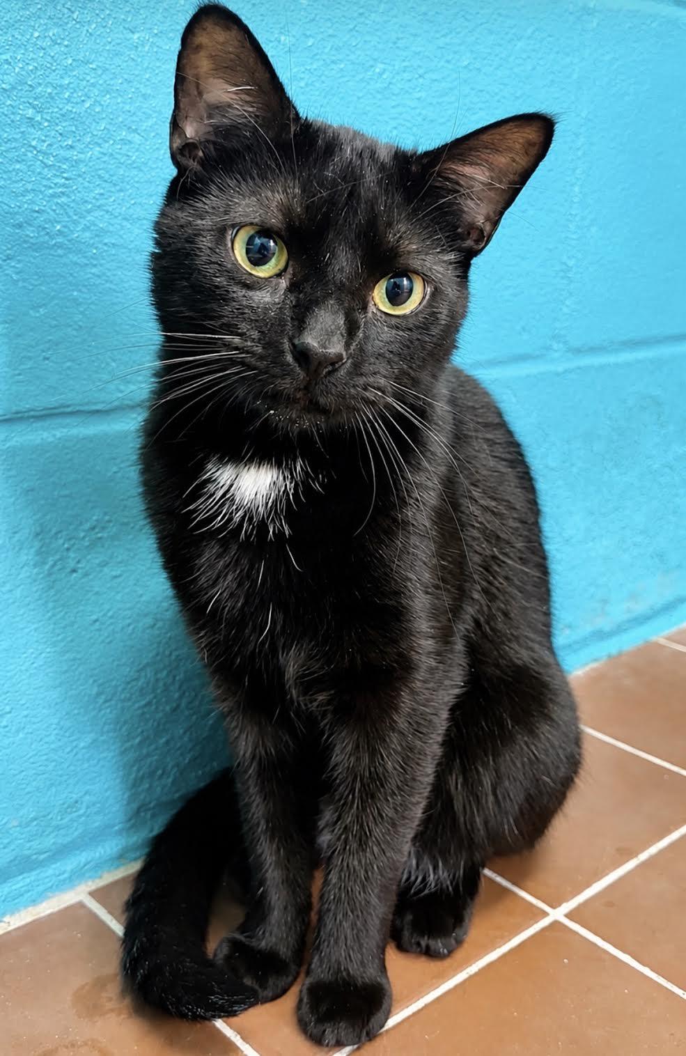 Custard, ADOPTABLE, Young Male Domestic Short Hair.